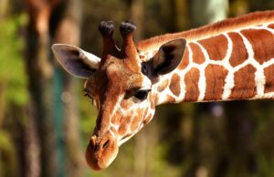 50 Super Interesting Facts About Giraffe Giraffe
