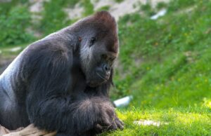 How Strong Is A Gorilla? Gorilla