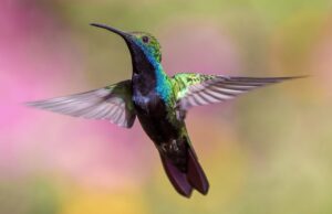 50 Super Interesting Facts About Hummingbirds That You Should Know About Interesting Facts About Hummingbirds