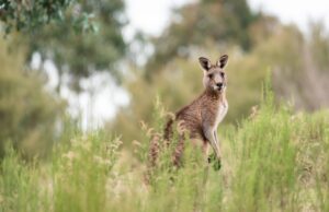 50 Super Interesting Facts About Kangaroo Kangaroo