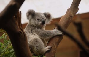 50 Super Interesting Facts About Koalas That You Didn’t Know About Before Interesting Facts About Koalas