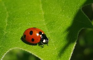 20 Super Interesting Facts About Ladybugs That You Should Know 20 Super Interesting Facts About Ladybugs That You Should Know
