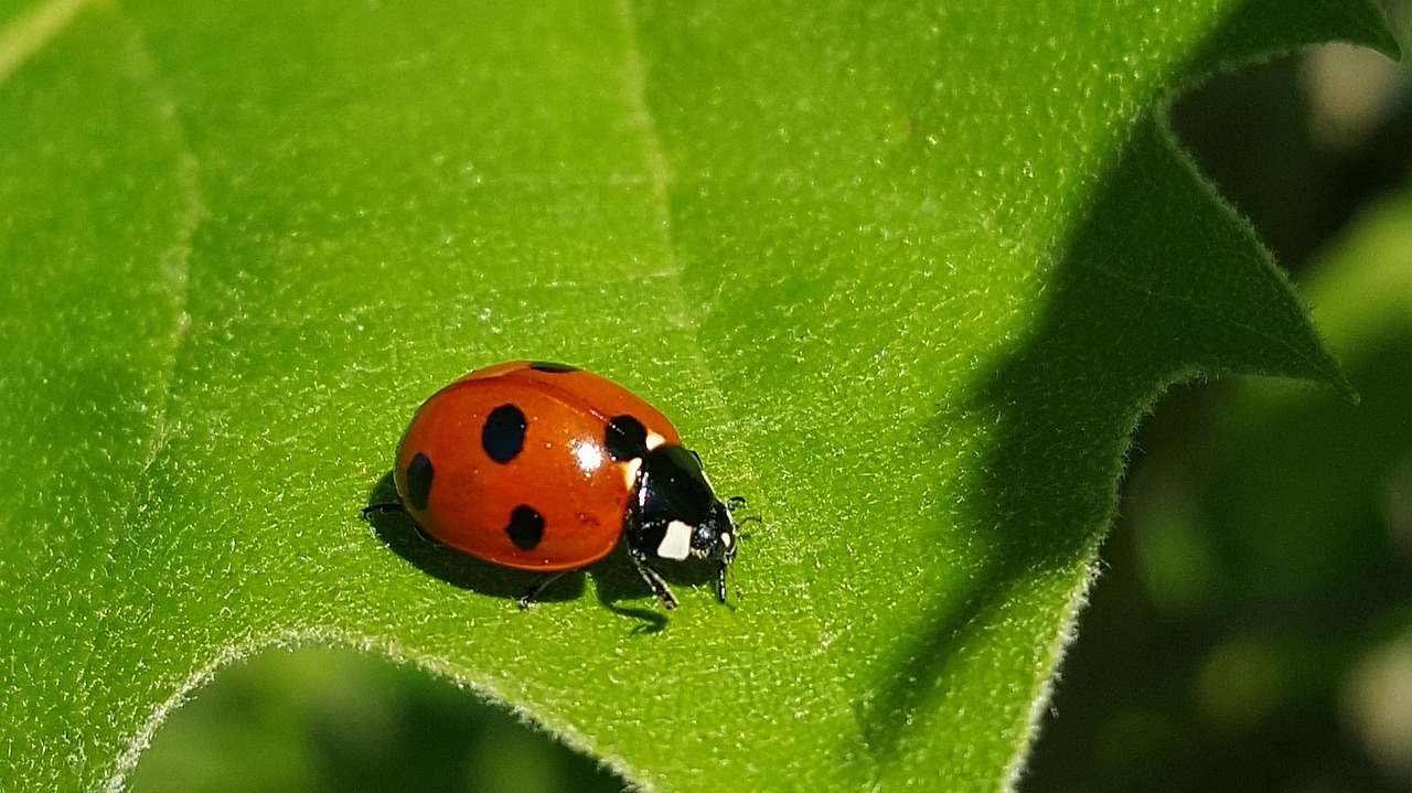 20 Super Interesting Facts About Ladybugs That You Should Know