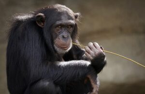 50 Super Interesting Facts About Chimpanzee Chimpanzee