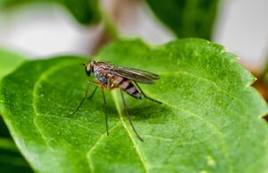 Top 10 Most Dangerous Mosquitoes Of All Time Top 10 Most Dangerous Mosquitoes Of All Time