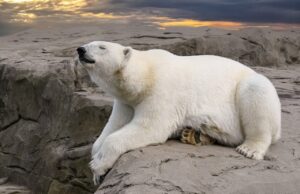 50 Super Interesting Facts About Polar Bears That You Know About Interesting Facts About Polar Bears