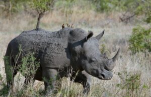 50 Super Interesting Facts About Rhinoceros Rhinoceros