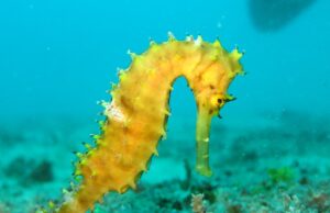 50 Super Interesting Facts About Seahorses Seahorse