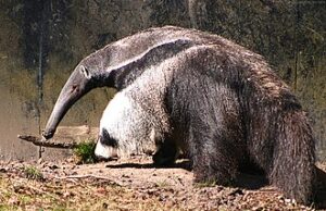 50 Super Interesting Facts About Anteater Anteaters