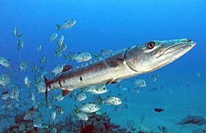 50 Super Interesting Facts About Barracuda Barracuda