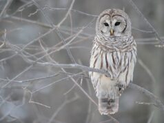 50 Super Interesting Facts About Barred Owl Barred Owl