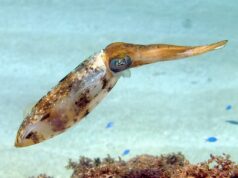 50 Super Interesting Facts About Squid Caribbean Reef Squid