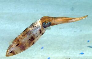 50 Super Interesting Facts About Squid Caribbean Reef Squid
