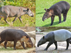 15 Fun Facts About Tapir Collage of 4 tapir species