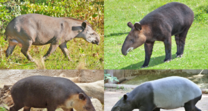15 Fun Facts About Tapir Collage of 4 tapir species