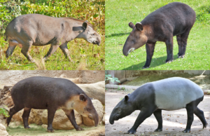 15 Fun Facts About Tapir Collage of 4 tapir species