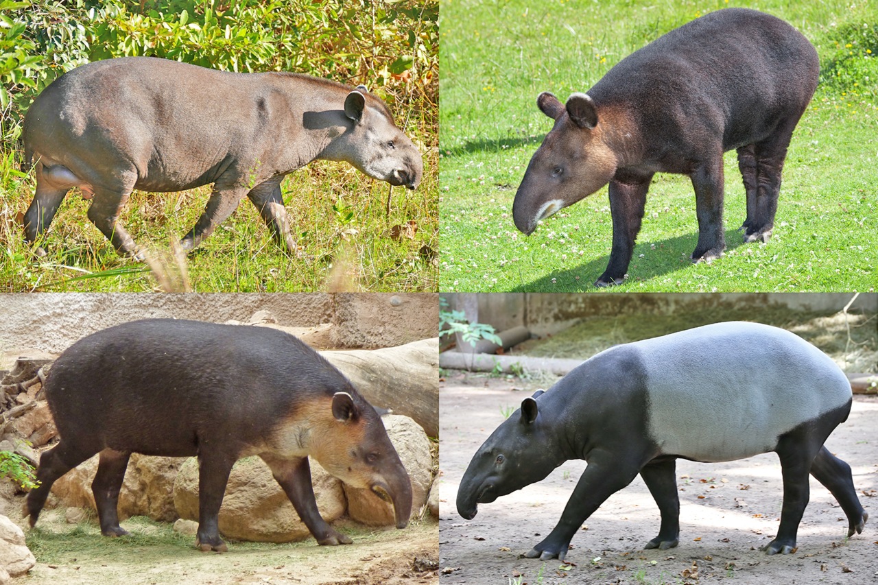 Collage of 4 tapir species
