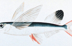 50 Super Interesting Facts About Flying Fish Flying fish