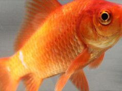 50 Super Interesting Facts About Goldfish Goldfish
