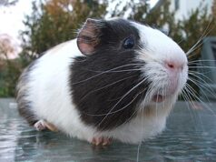 50 Super Interesting Facts About Guinea Pig Guinea pig