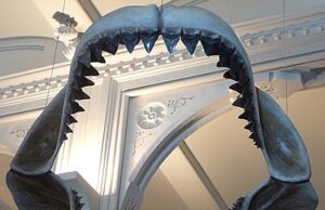 20 Fun Facts About Megalodon Model of megalodon jaws at the American Museum of Natural History
