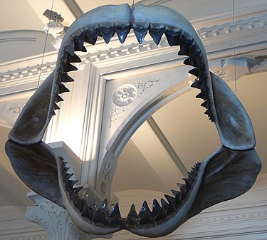 Model of megalodon jaws at the American Museum of Natural History