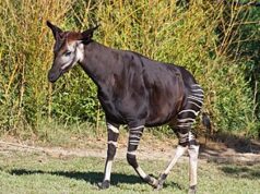 50 Super Interesting Facts About Okapi Okapi