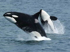 50 Super Interesting Facts About Orca Orca