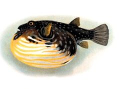 50 Super Interesting Facts About Pufferfish Pufferfish