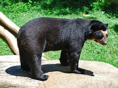 10 Fun Facts About Spectacled Bear Spectacled Bear