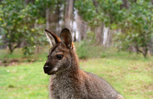 50 Super Interesting Facts About Wallabies Wallaby