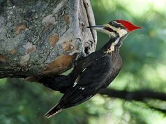 50 Super Interesting Facts About Woodpeckers Woodpeckers