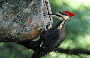 50 Super Interesting Facts About Woodpeckers Woodpeckers