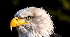 Top 10 Animals With Best Vision Bald Eagle