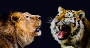 Tiger vs Lion: Who Will Win The Fight? Tiger vs Lion: Who Will Win The Fight?