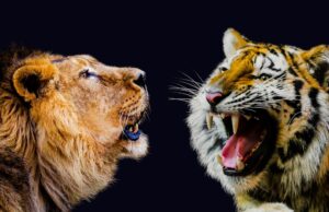 Tiger vs Lion: Who Will Win The Fight? Tiger vs Lion: Who Will Win The Fight?