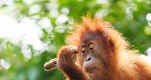 20 Fun Facts About Orangutans Orangutans