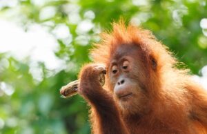 20 Fun Facts About Orangutans Orangutans