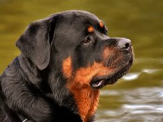 Top 10 Fun Facts About Rottweiler Rottweilers