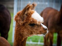 10 Things You Didn’t Know About Alpacas 10 Things You Didn’t Know About Alpacas