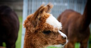 10 Things You Didn’t Know About Alpacas 10 Things You Didn’t Know About Alpacas