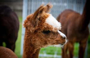10 Things You Didn’t Know About Alpacas 10 Things You Didn’t Know About Alpacas